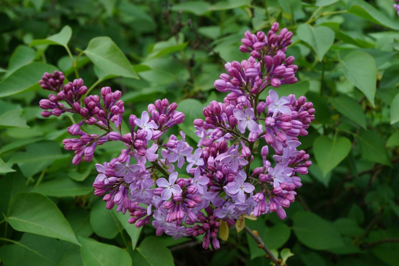 Les Lilas Des Chenes Piolenc Eksteriør billede